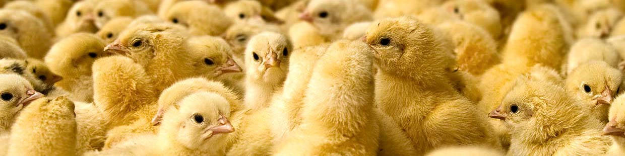 زیان ماهانه تولیدکنندگان جوجه به ۲۵۰ میلیارد تومان رسید